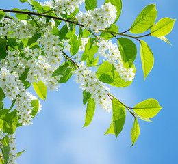 Aufkleber - Spring background with the blossoming bird cherry