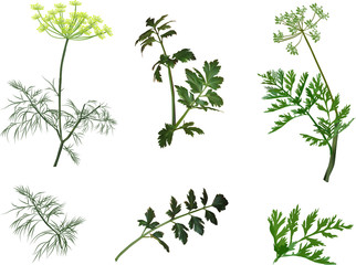 Wall Mural - green dill and parsley plants isolated on white
