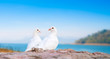 two white pigeons on perch