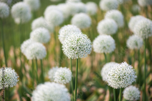 piekna-laka-z-kwiatami-bialego-allium