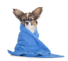 Wall Mural - Papillon puppy in a towel on a white studio background