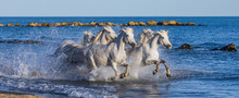 White Camargue Horses Galloping Along The Sea Beach. Parc Regional De Camargue. France. Provence. An Excellent Illustration