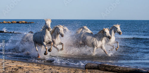 Fotografía White Camargue Horses galloping along the sea beach