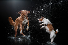 Dog Jack Russell Terrier And Dog Nova Scotia Duck Tolling Retriever, Dogs Play, Jump, Run, Move In Water