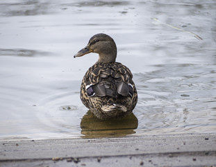 Sticker - Female Mallard