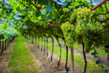 Grapes, Vineyard In Tuscany, Italy