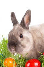 Funny Little Rabbit. Easter Background.