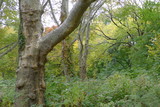Fototapeta Tęcza - Trees in New York Central Park