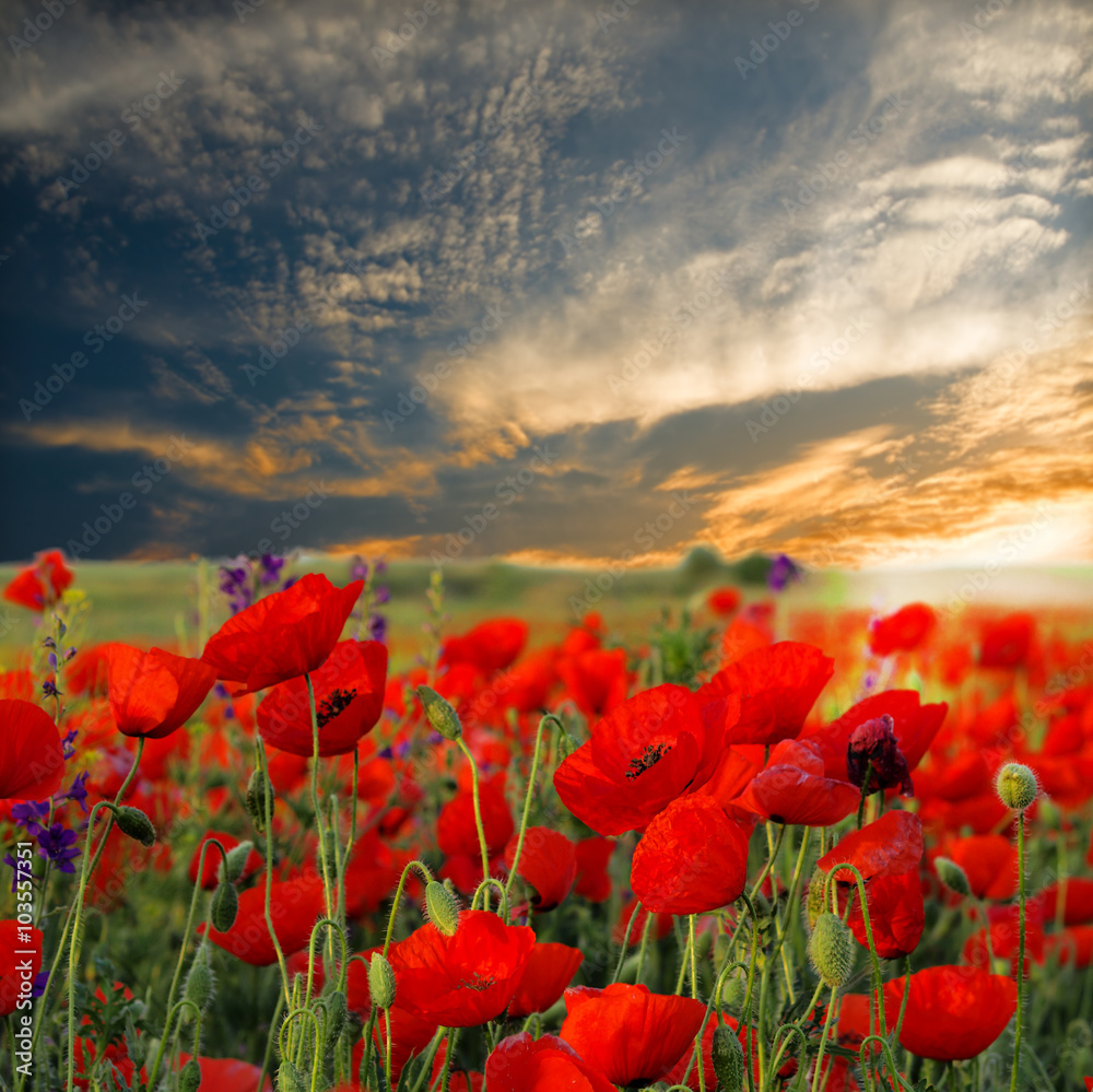 Field of poppies on a sunset - obrazy, fototapety, plakaty 