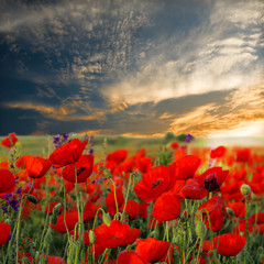Fotomurales - Field of poppies on a sunset