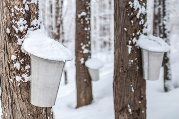 Wall Mural - Maple syrup collection buckets along trails for a sugar shack in the Maple wooded winter forest.