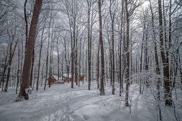 maple syrup collection buckets along trails for a sugar shack in the maple wooded winter forest.