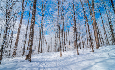 Wall Mural - Maple syrup collection buckets along trails for a sugar shack in the Maple wooded winter forest.