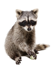 Wall Mural - funny raccoon playing rawhide bone