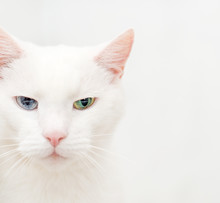 Portrait Of White Cat With Different Eyes.