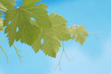 Grapevine leaves on blue swimming pool background