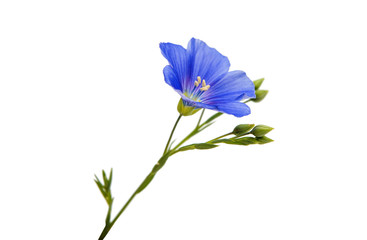 Poster - Flower of flax isolated