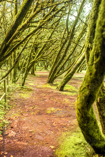 Fotomural Parque Garajonay en La Gomera