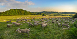 Fototapeta Sawanna - Die Schafe ruhen auf der Weide