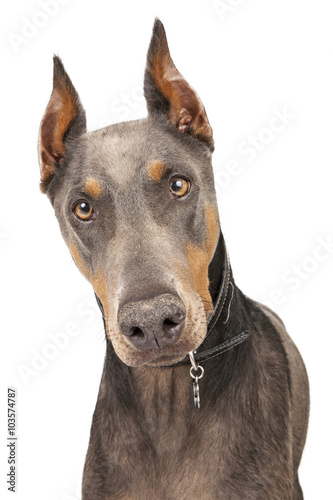blue doberman dog