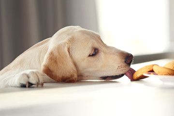 Canvas Print - Cute Labrador dog eating tasty cookies on kitchen table, closeup