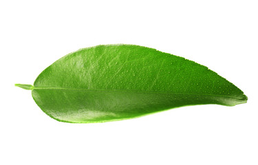 Ficus leaf, isolated on white