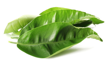 Poster - Ficus leaves, isolated on white