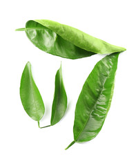 Poster - Ficus leaves, isolated on white