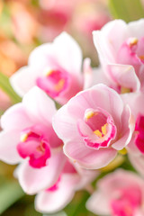 Wall Mural - soft focus orchid flower on pastel flilter background