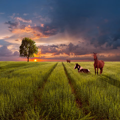 Wall Mural - Landscape with a green field, road and horses