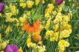 Fototapeta Tulipany - kwiaty