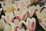Fototapeta Tulipany - Białe tulipany