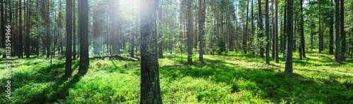 pine forest taken in the morning