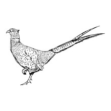 Illustration Vector Doodle Hand Drawn Of Sketch Common Pheasant Isolated On White