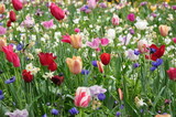 Fototapeta Kwiaty - Tulipany