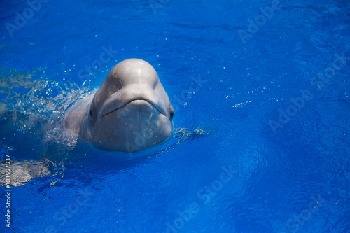 Fotografie, Tablou beluga whale (white whale) in water