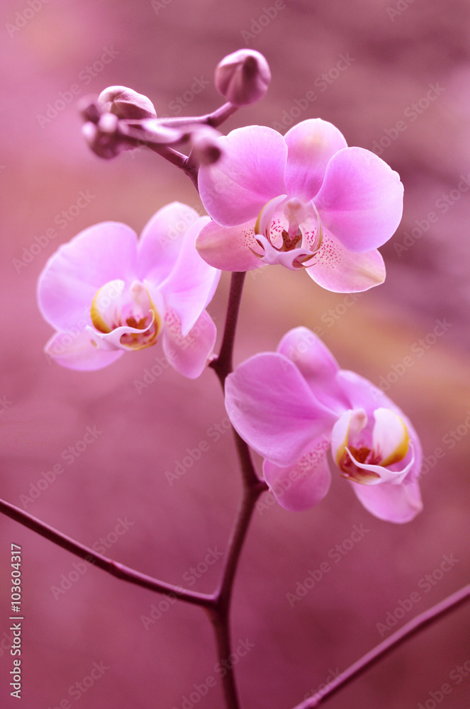 Fioletowy storczyk - orchidea - obrazy, fototapety, plakaty 