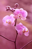 Fototapeta Storczyk - Fioletowy storczyk - orchidea