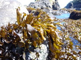 green sea plant on a grey rock