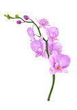 Fototapeta Storczyk - Pink Orchid Flower