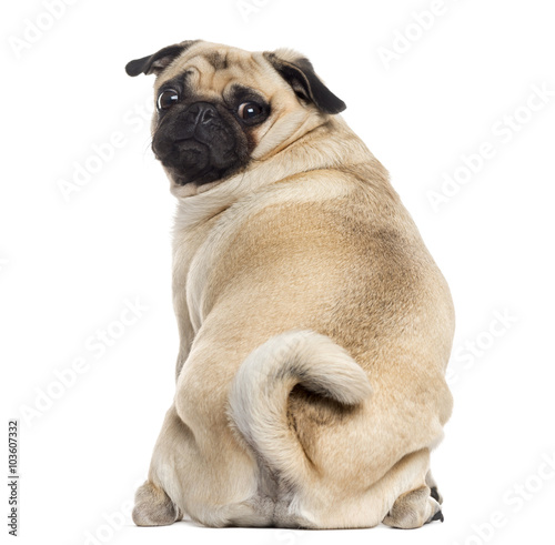Cuadros en Lienzo Rear view of a Pug isolated on white