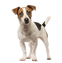 Jack Russell Looking At The Camera, Isolated On White