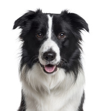 Close Up Of A Border Collie Isolated On White