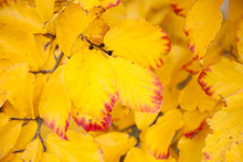Bright Yellow Beech Leaves With Red Brim In Fall