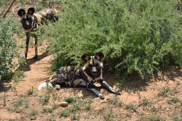 Wall Mural - african wild dogs