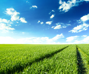 Wall Mural - green field under blue sky with white clouds