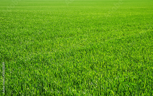 Zdjęcie: grass grass