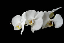 The Branch Of White Orchid On Black Background