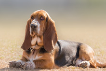 Basset Hound Dog Portrait Having A Serious, Yet Funny Cute Look.
