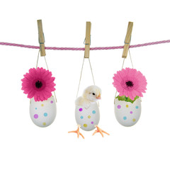 Fototapete - Osterküken an Wäscheleine